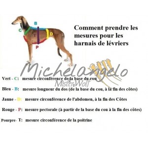 Greyhound Harness Priscilla