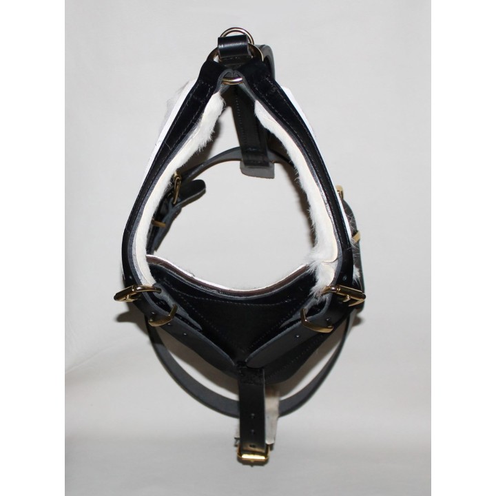bloodhound harness