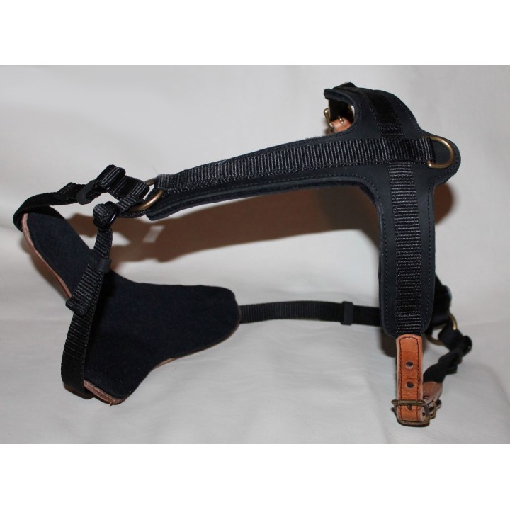 bloodhound harness
