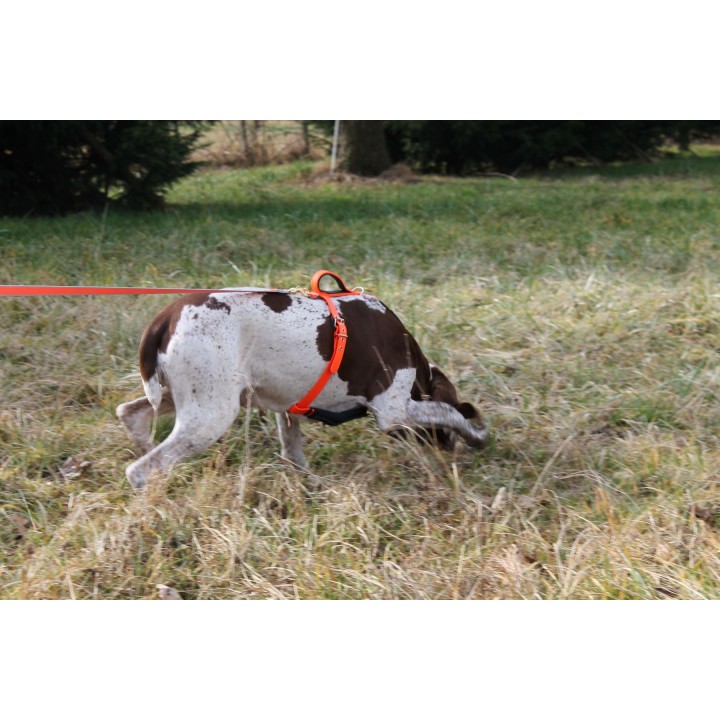dog harness