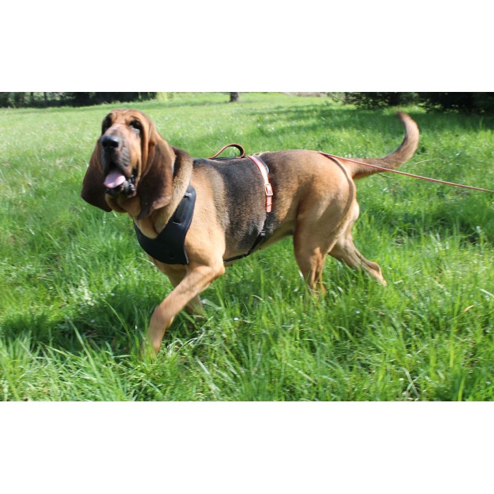bloodhound harness