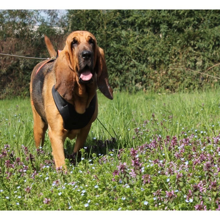 bloodhound harness