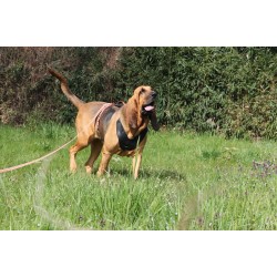 bloodhound harness