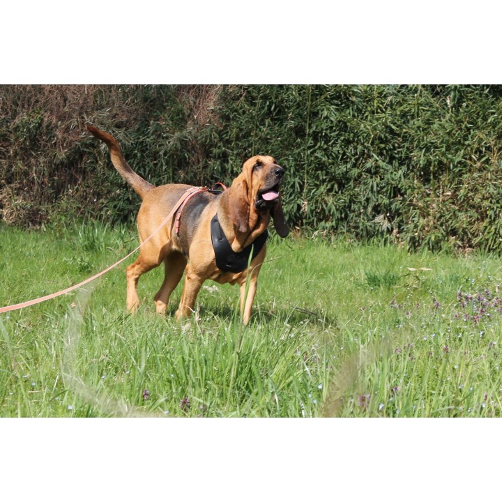 bloodhound harness