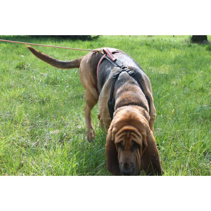 pettorina per cani da ricerca e recupero mantrailing