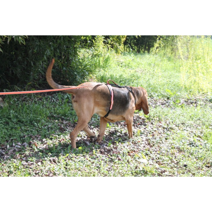 bloodhound harness