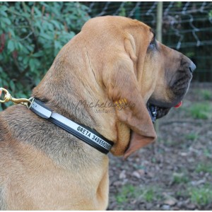 Biothane engraved collar