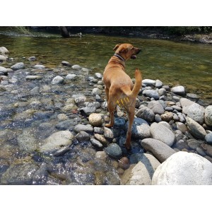 Collare in Biothane inciso