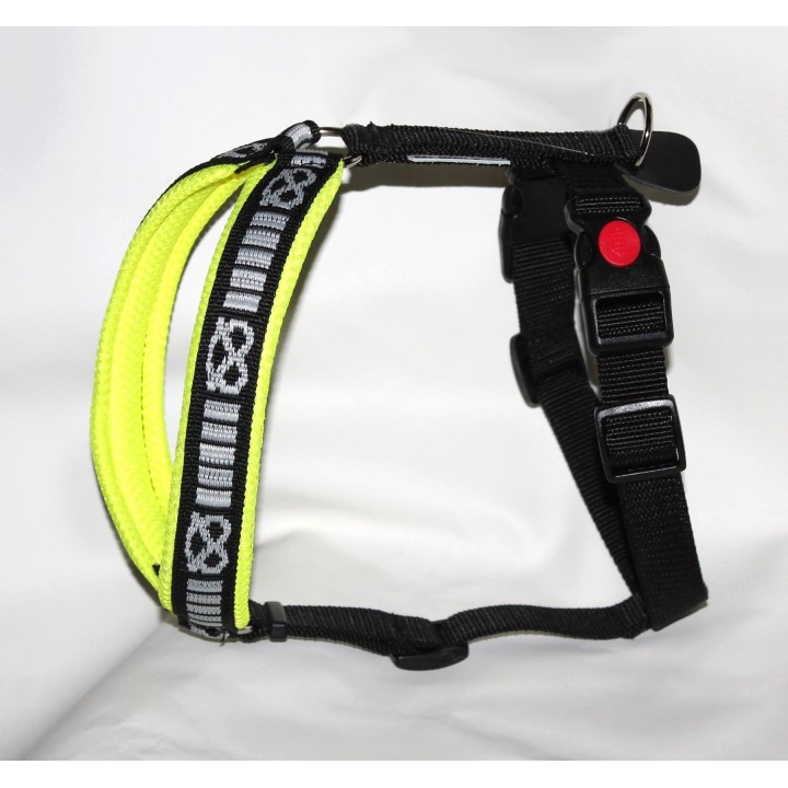 harness for staffordshire bull terrier