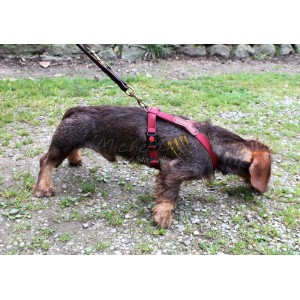 Rudi harness for Dachshund