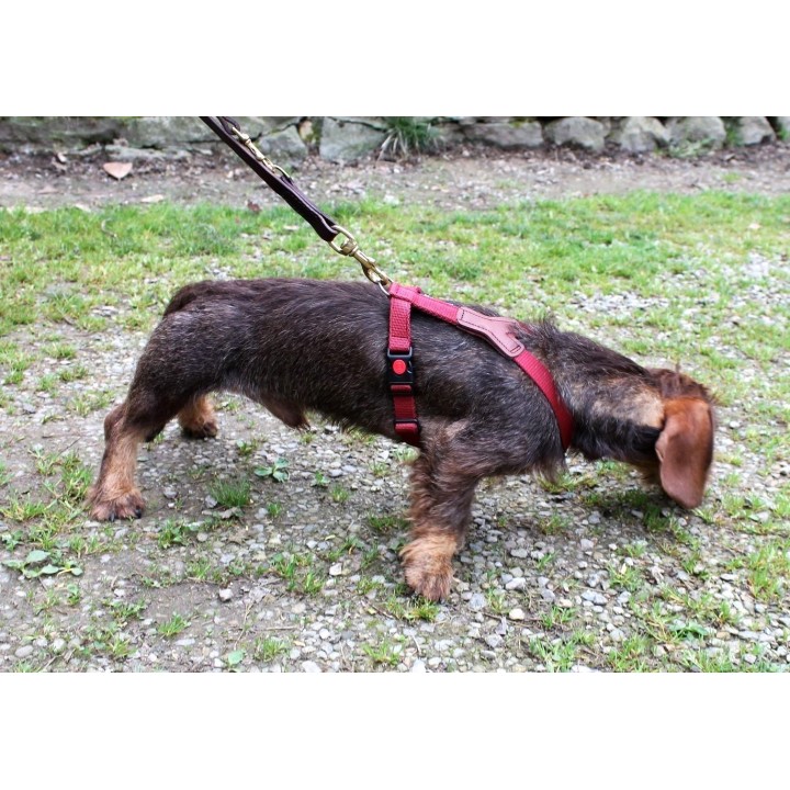 pettorina  in nylon per bassotto