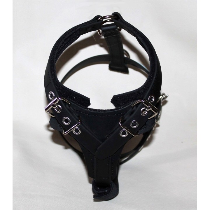 harness for jack russell
