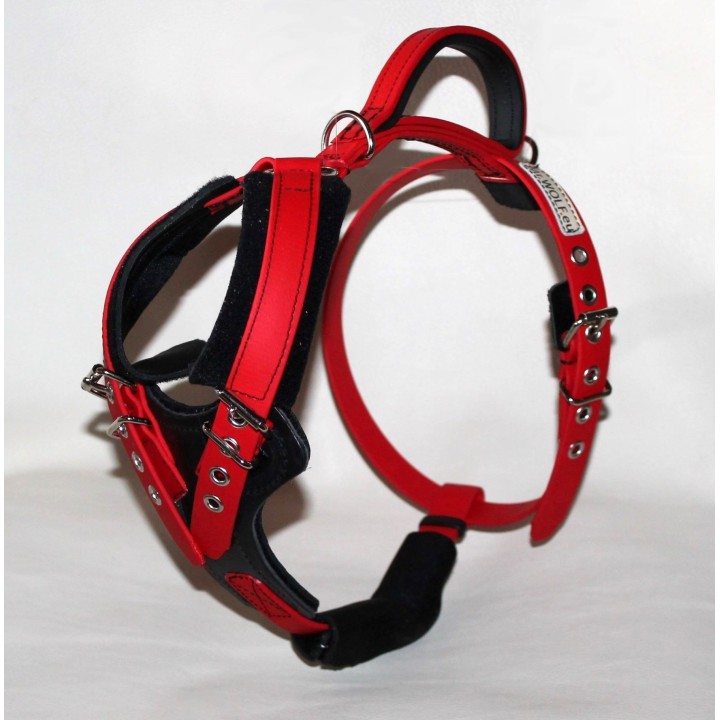 harness for jack russell