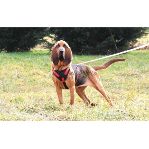 Mantrailing harness whith name