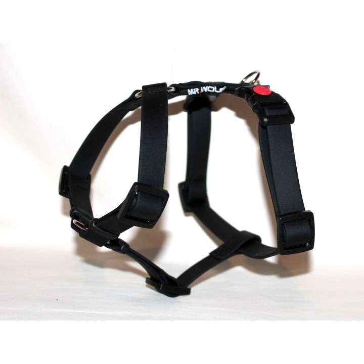 harness for jack russell
