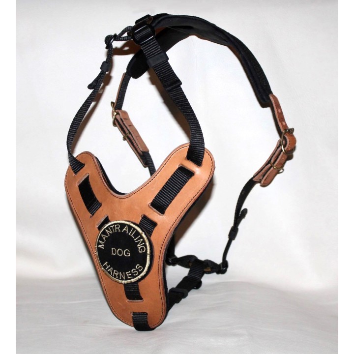 bloodhound harness