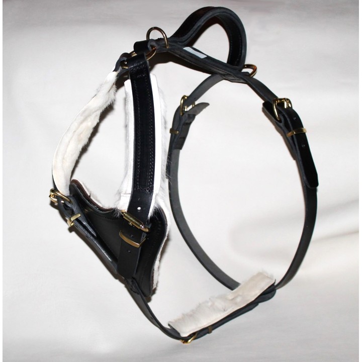 bloodhound harness