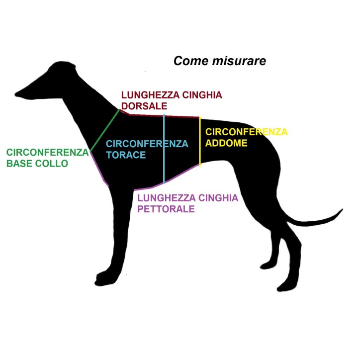 H harness for whippet