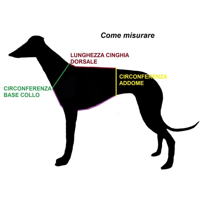 H harness for whippet