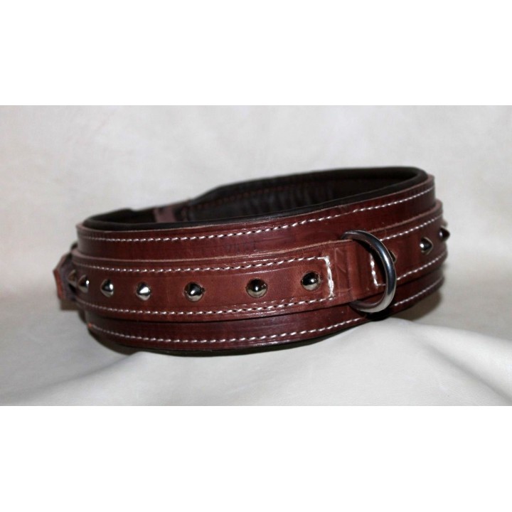 collar for molossian dogs