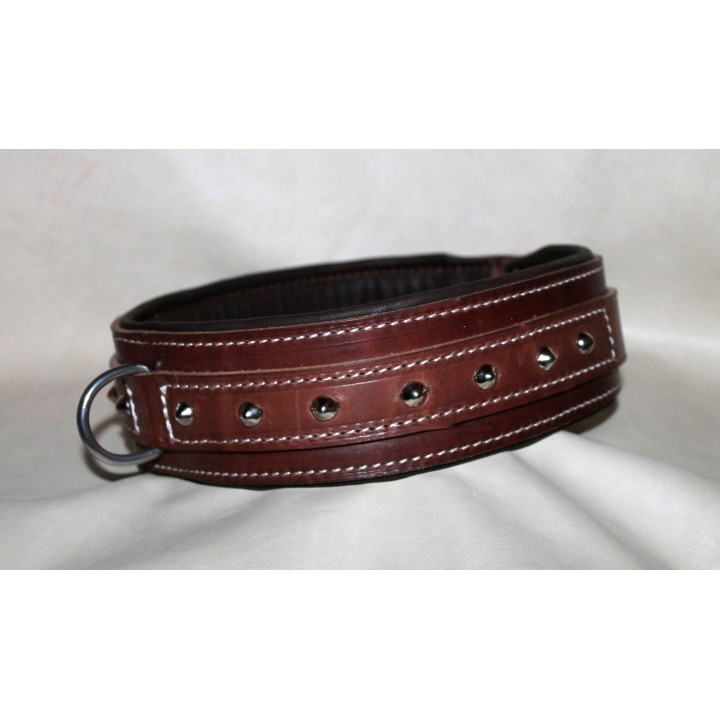 collar for molossian dogs