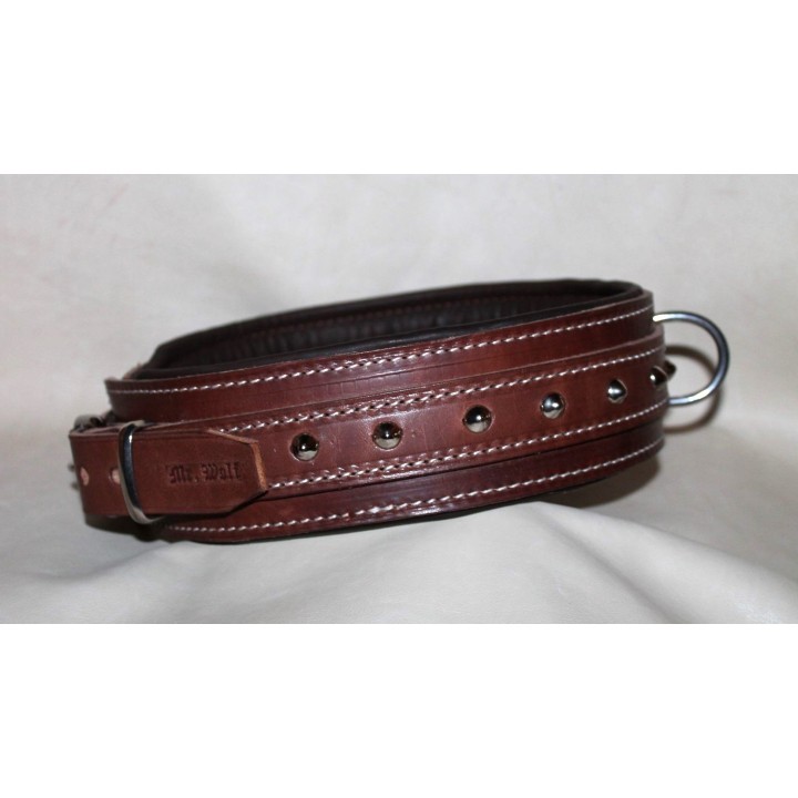 collar for molossian dogs