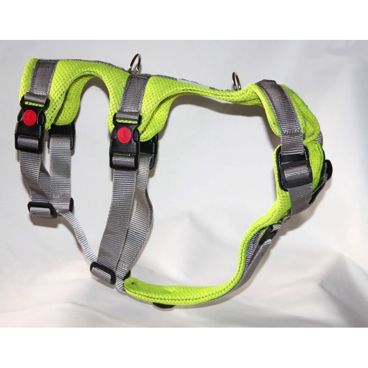 H harness for Greyhound