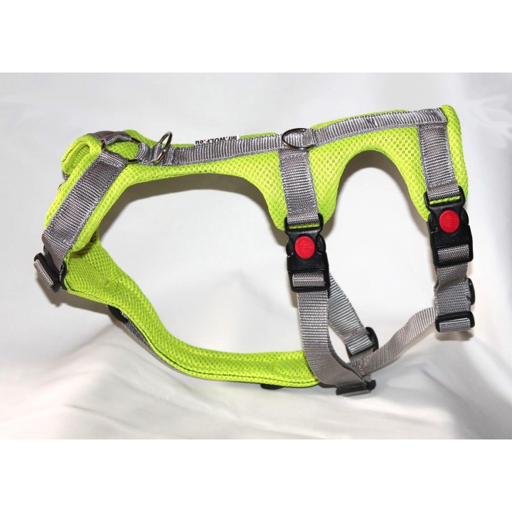 H harness for Greyhound