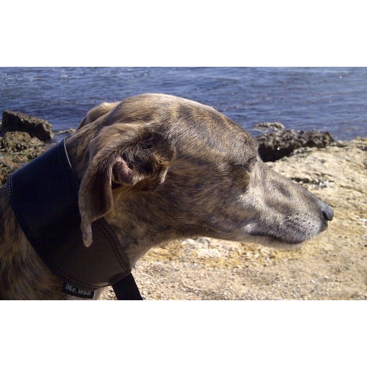 collare in pelle per galgo