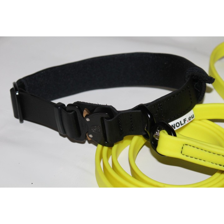 collar and leash for search dogs