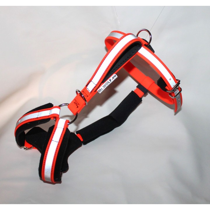 harness for jack russell