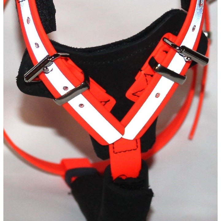 harness for jack russell