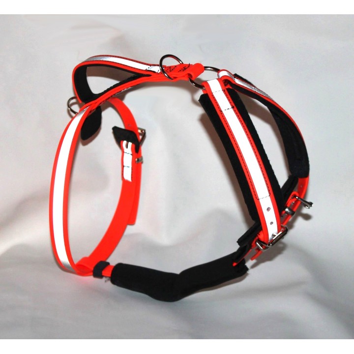 harness for jack russell