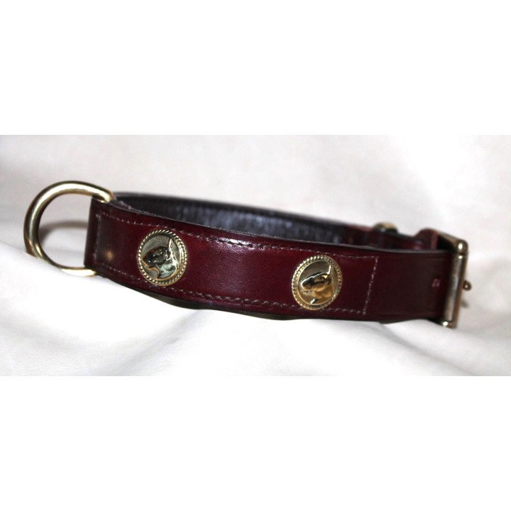 bull-terrier-collar