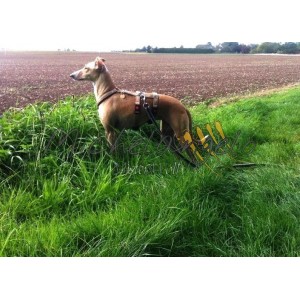 Pettorina Ambra con...