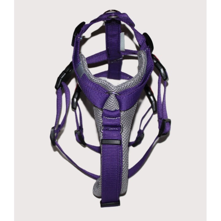 H harness for Greyhound
