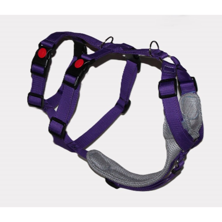 H harness for Greyhound