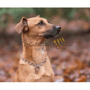 Collare in acciaio inox...