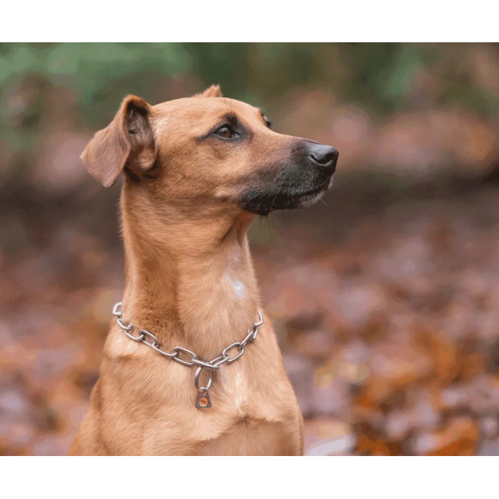 stainless steel collar sprenger