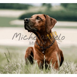 Collare in acciaio inox...