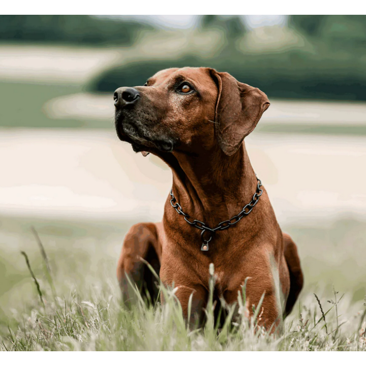 stainless steel collar sprenger