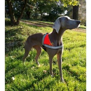 Pettorina Chanel per ricerca