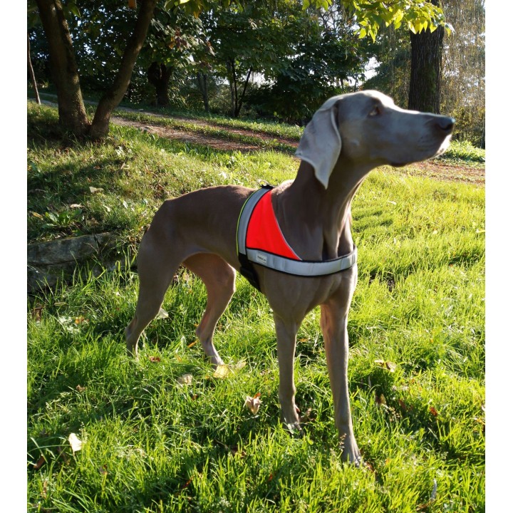 pettorina per cani da ricerca
