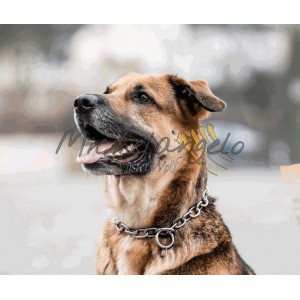 Collare in acciaio inox...