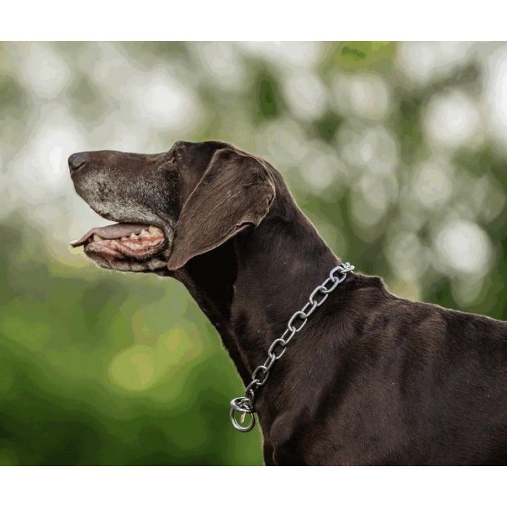 stainless steel collar sprenger