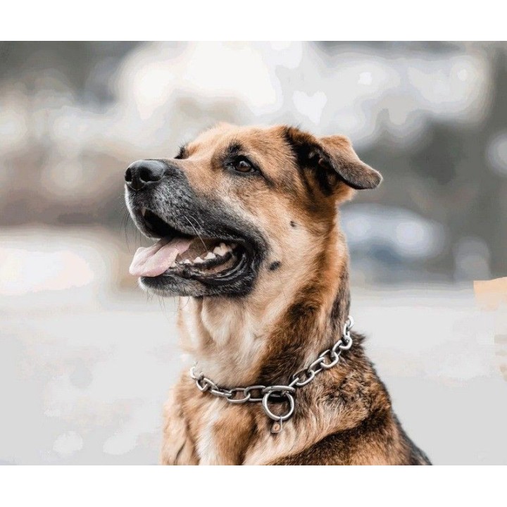 stainless steel collar sprenger