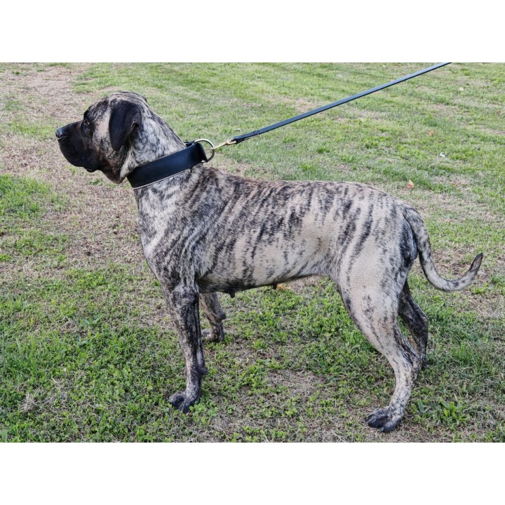 collar for catch dogs
