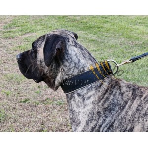 Collar for catch dogs