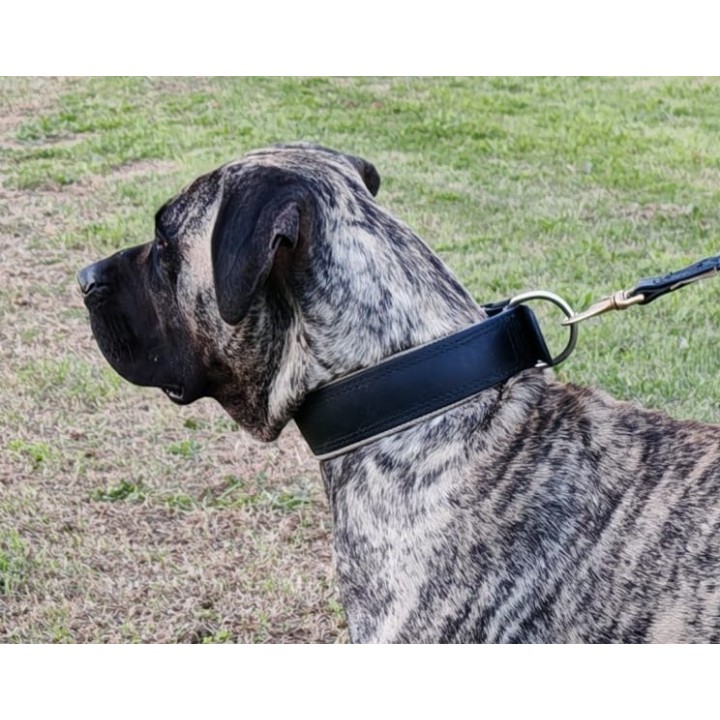 collar for catch dogs