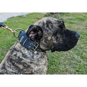 Collar for catching dogs